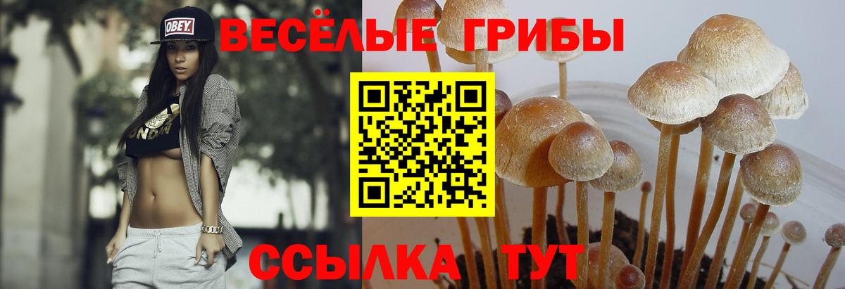 Галлюциногенные грибы MAGIC MUSHROOMS  продажа наркотиков  Новороссийск  Вход с VPN  Псилоцибиновые грибы MAGIC MUSHROOMS 